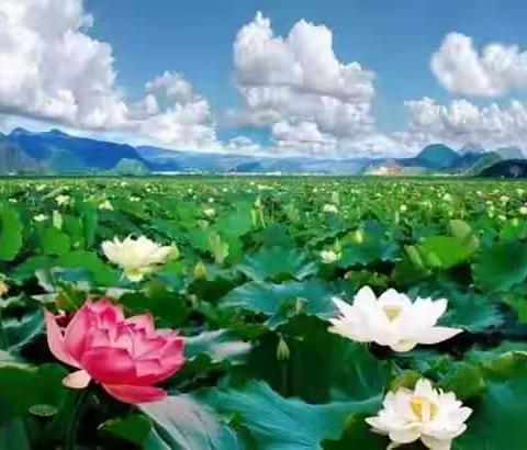 人间仙境 ~普者黑 养老圣地~找我来