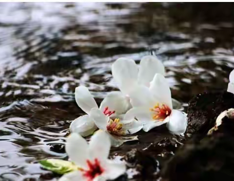 《三月的细雨》