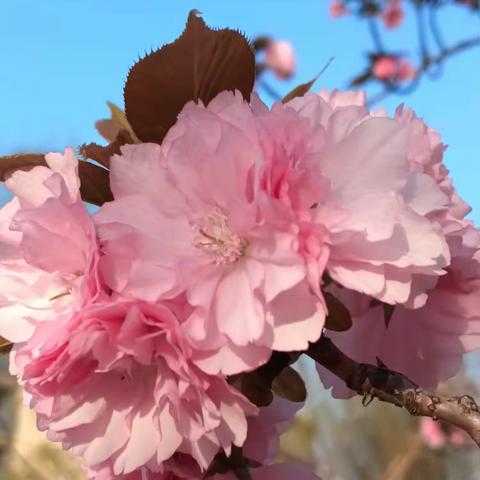 《樱花浅飞醉流年》