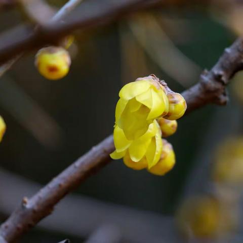 月坛公园的腊（蜡）梅