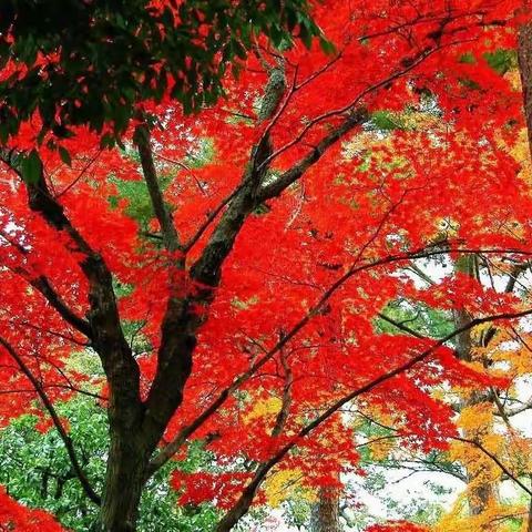 在北京香山公园赏红叶🍁