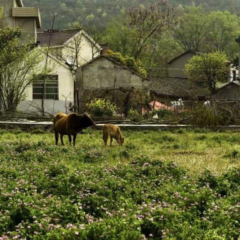 写在母亲节一妈妈的小山村