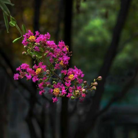 紫薇花盛开的夏日