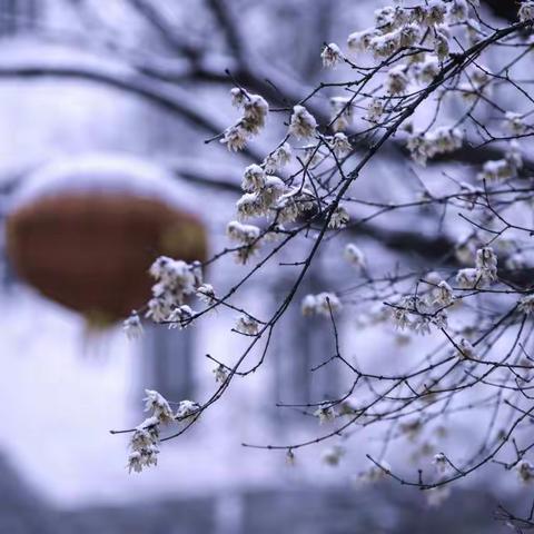 梅花泪