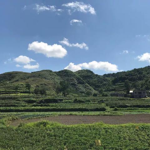 山东肥城土豆种植基地