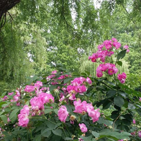 2019年再赏隐于市中的美景- -包河公园  浮庒