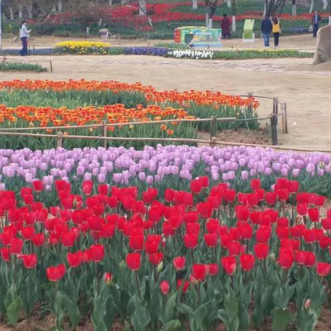 梅花榭去，郁金香花开！再游合肥植物园