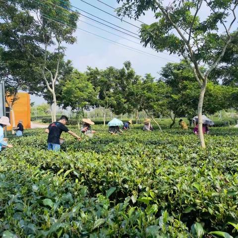 雅文幼儿园蒙一班《茶叶》方案教学