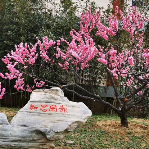 “疫”路有你，时刻“在线”——北京拔萃双语学校双语课程部高二1班