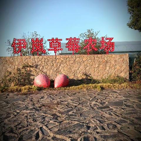 春节就来伊岚草莓农场！承包你“莓”好的一天