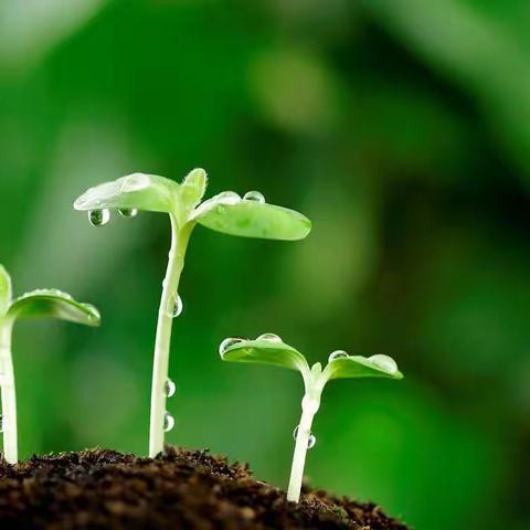 张黄小学四二班暑假实践活动实验之种植篇”一起发芽吧”