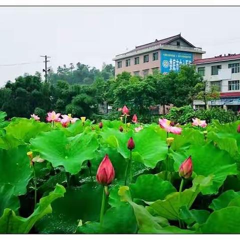 雨中荷花