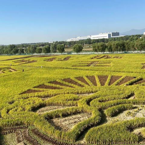 丰台王佐镇佃起村稻田画~镇岗塔~云岗森林公园~卢沟桥一日游剪影