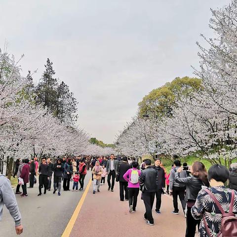 【寻找春天】系列2～磁湖赏樱