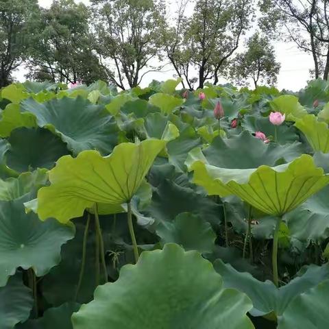 清凉一夏