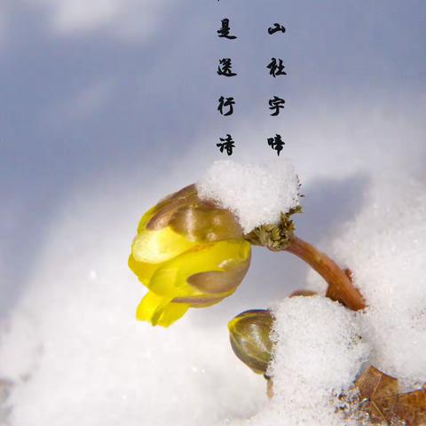 霜露冰寒照发芽，不威风雪照芳华。