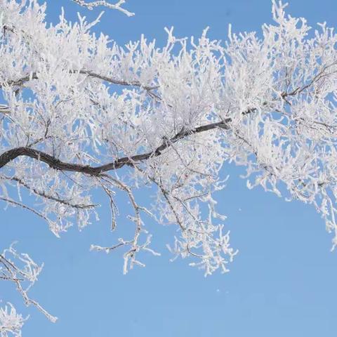 白雪却嫌春色晚， 故穿庭树作飞花。