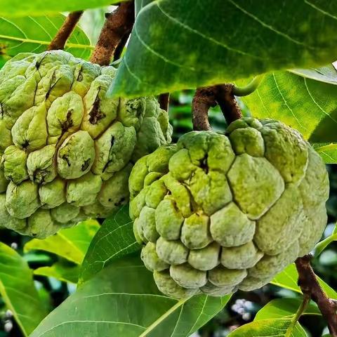 番荔枝