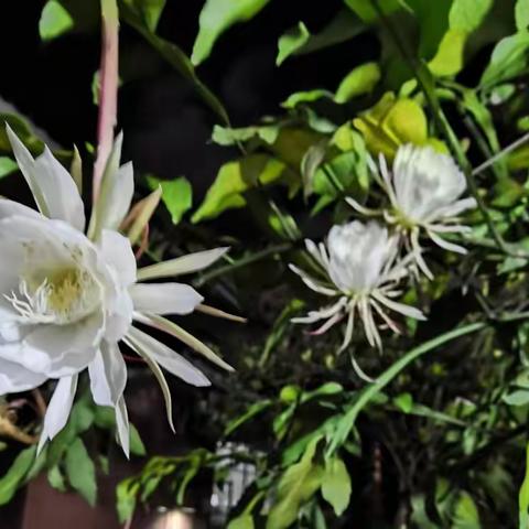 二度昙花赛“暹芭”。