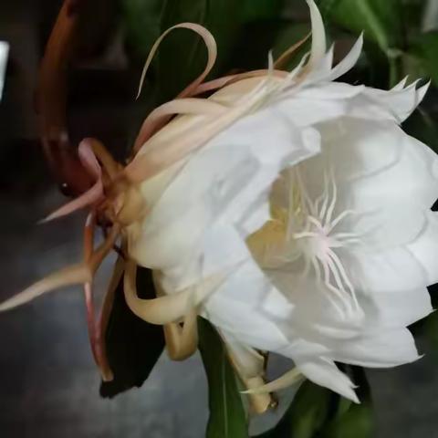 昙花又现
