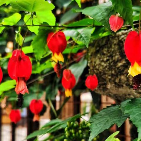 【年又过年  美图】           🐇花开迎兔春更浓🐇
