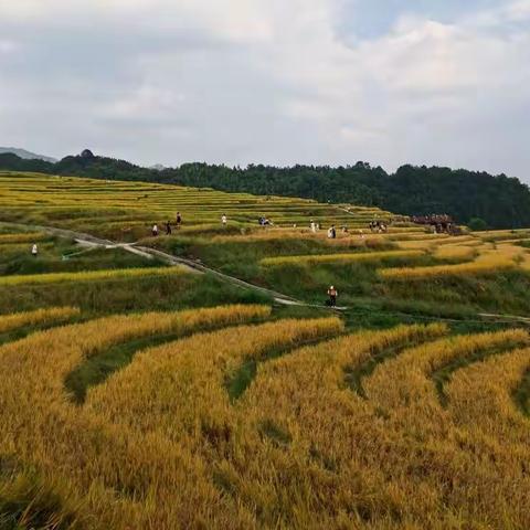 欧家梯田