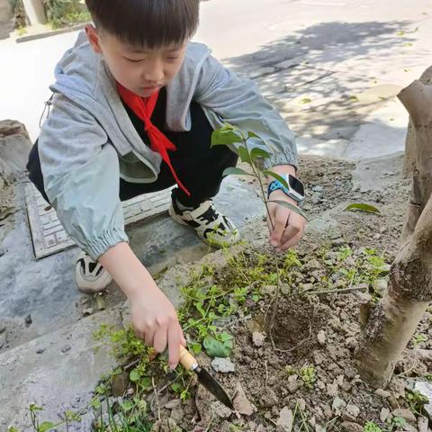 植树造林——建德市月亮湾小学304班扬帆中队    王辰曦