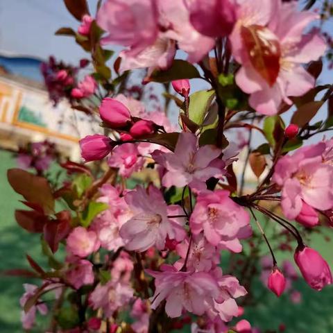 春伴我成长 （中二班3月第三周 ）