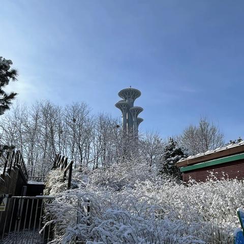 奥森公园赏春雪