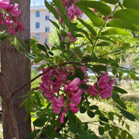 静待花开