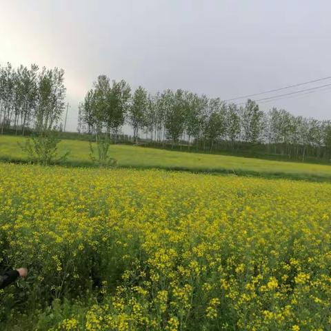 久爱班到此一游——纪念体育加试后的油菜花海之旅