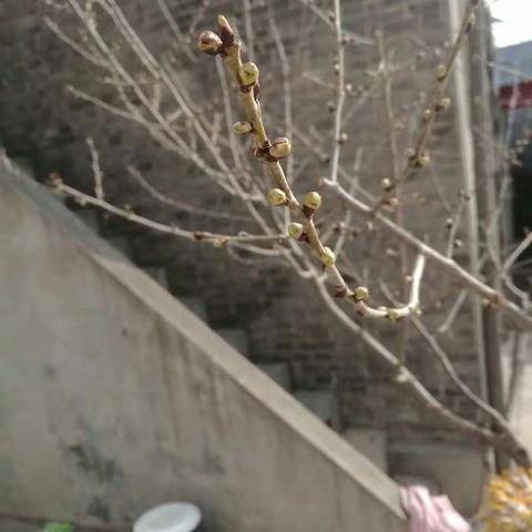 春天来啦！
