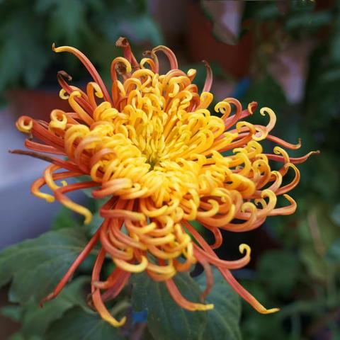 菊花