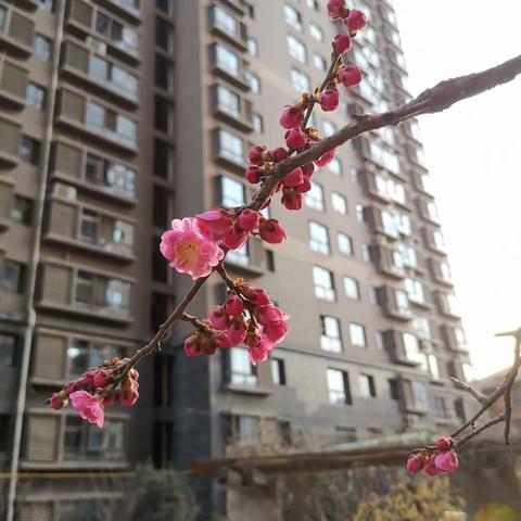 【莲湖★枣园★杨家围墙社区】没有一个冬天不可逾越，没有一个春天不会来临，众志成城共抗“疫情”迎接更美好的明天