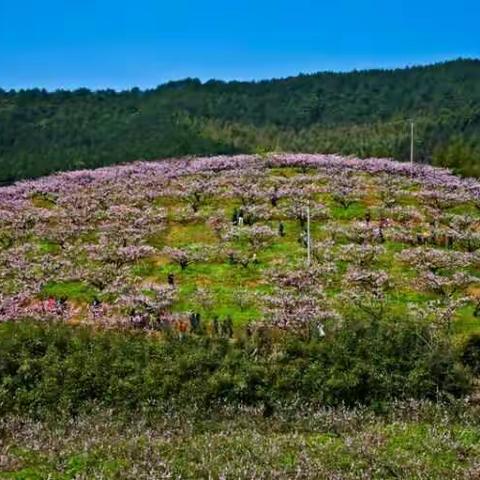 建瓯南雅小康桃花