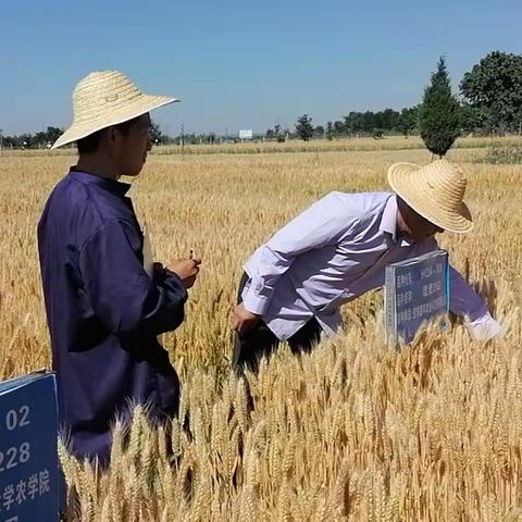 农业农村局6月4日工作动态