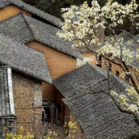 梨花带雨