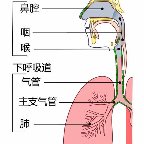 呼吸系统的美篇