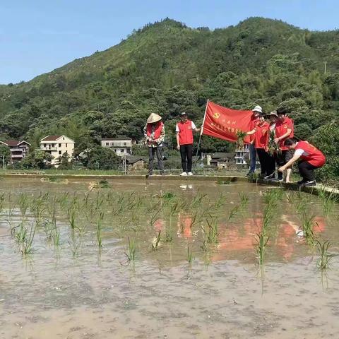 青田中行党建-水南中行党支部联合水南村委党支部“田间地头插秧，共促乡村振兴”主题党日活动