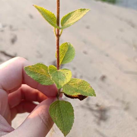 如何正确区分胜红蓟与假臭草