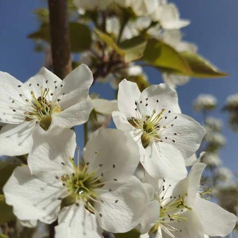 五一假期去哪里？                        花都开了，我在梨花节等你