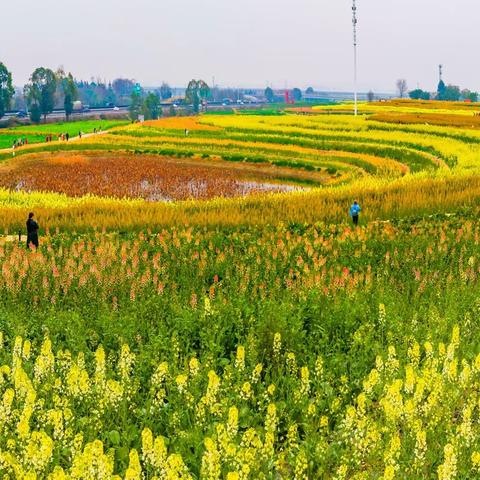 春天的盛装使者——成都五彩油菜花绚烂绽放