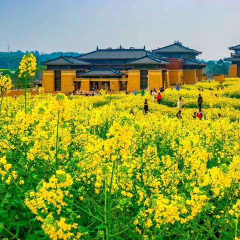 仿古建筑和飞机遇上油菜花美呆了