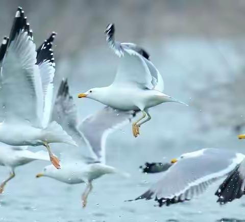 逍遥织女戏春岸