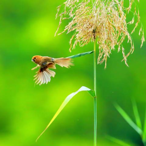 芦苇上的小绒球