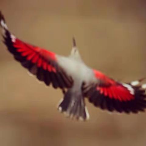 鸿运当头送吉祥