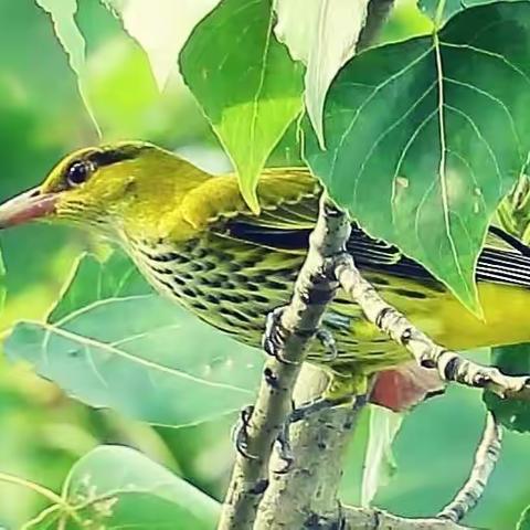阴阴夏木啭黄鹂