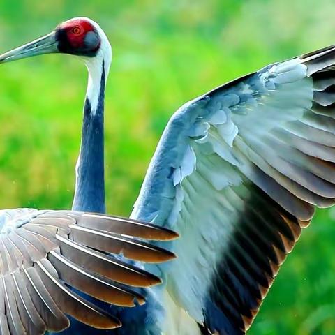 鹤鸣草原声渐远