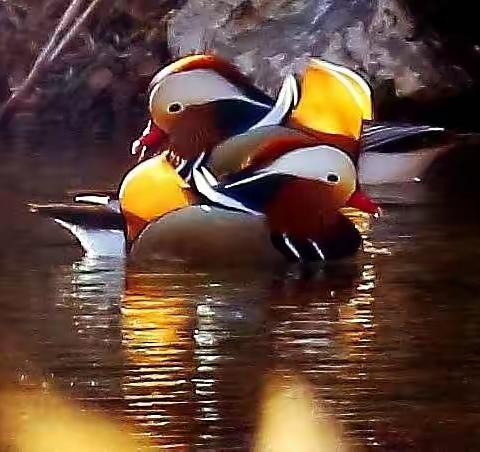 平江波暖鸳鸯语