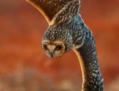 严冬里怒放的生命